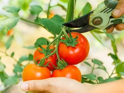 Secretos para el Cultivo Óptimo de Tomates y la Poda Estratégica