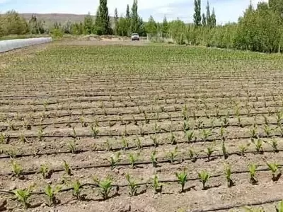 Argentina Expande Fronteras Agrícolas con Maíz Adaptado al Clima Frío Patagónico