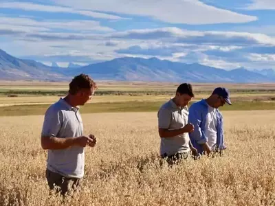 Cosecha Agrícola Pionera en la Patagonia Argentina: Trigo y Avena Cerca del Glaciar Perito Moreno