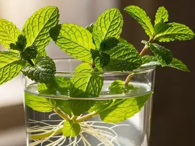 Guía Completa para el Cultivo de Menta: Tierra, Hidroponía y Cuidado