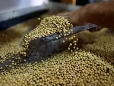 La Soja y su Resistencia en el Mercado Global a Pesar de las Proyecciones del USDA