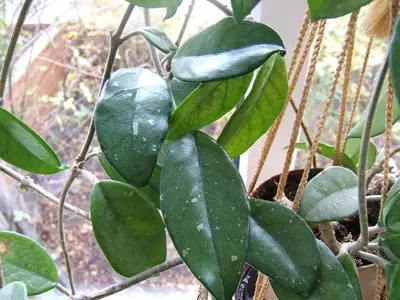 Descubre la Fascinante Hoya Carnosa: Guía Completa de Cultivo y Cuidados