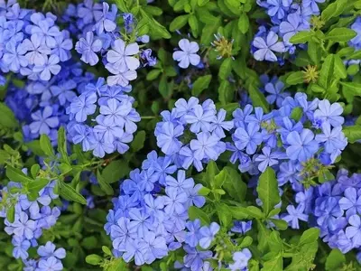 Guía Completa para el Cuidado del Jazmín Azul: Belleza y Resistencia en tu Jardín