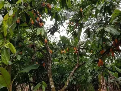 Perú identifica nuevos linajes genéticos de cacao amazónico