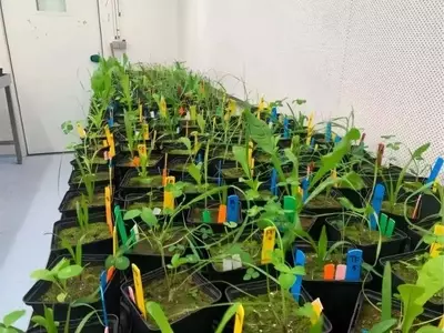 Descubriendo la compleja interacción subterránea: cómo las plantas vecinas transforman la vida del suelo