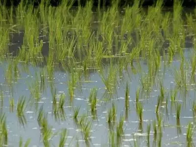 El Niño y la Amenaza Global a los Cultivos Esenciales