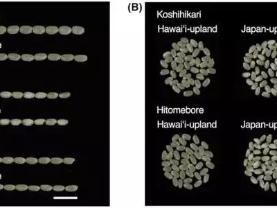 Innovación agrícola: Arroz japonés de alta calidad en Hawái con menor consumo hídrico