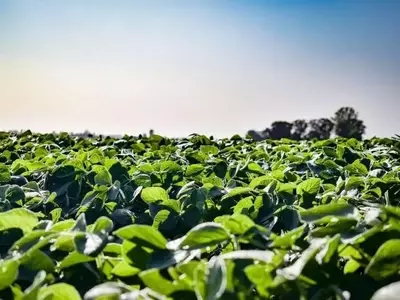 El Fenómeno El Niño y Su Impacto en la Producción Agrícola Argentina