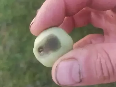 Solución a la Podredumbre Apical del Tomate: Calcio como Clave