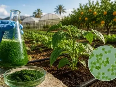 Innovación Agrícola: Microalgas Reducen el Uso de Fertilizantes Nitrogenados