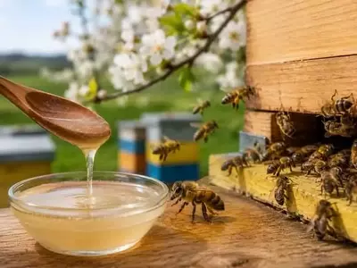 Innovación apícola: La UE aprueba el primer aditivo alimentario para abejas
