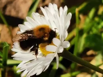 Cinco Estrategias Sencillas para Fomentar la Presencia de Abejorros en Jardines y Balcones
