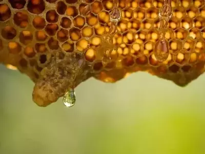 El Ciclo Anual Apícola y la Preparación Invernal de las Abejas