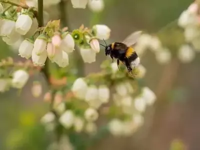 Descubriendo la Inteligencia Oculta de los Abejorros: Más Allá del Instinto