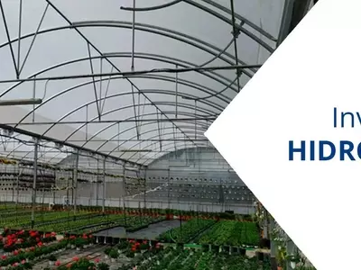 Revolución Agrícola: La Guía Definitiva de Invernaderos Hidropónicos