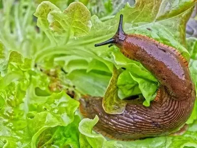 Canela: Un Aliado Natural para Proteger tu Huerto de las Babosas tras la Lluvia