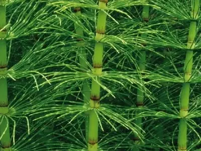 La Beaucarnea Recurvata: Una Joya Botánica de Resistencia y Elegancia