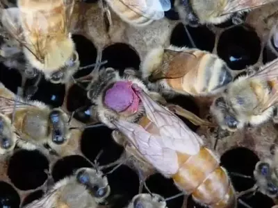 Abejas reinas se deshacen de pesticidas a través de sus huevos para subsistir