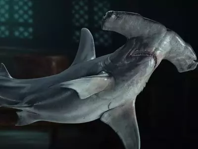 Acquiring Hammerhead Shark Bones in Assassin's Creed Black Flag Resynced