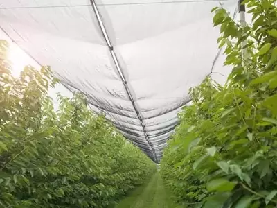 Marruecos Lidera la Revolución Hídrica: Adaptando la Agricultura a la Escasez de Agua