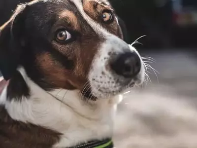 Understanding and Managing Your Dog's Flatulence