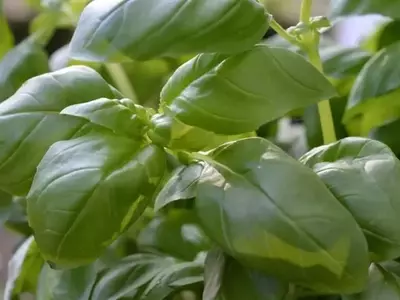Secretos para preservar la albahaca fresca y su esencia