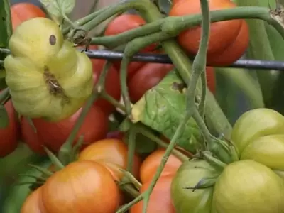 Consejos Esenciales para Prevenir el Agrietamiento de Tomates Mediante un Riego Óptimo
