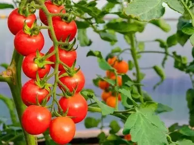 Mejorando el Cultivo de Tomates: El Poder del Azúcar y la Levadura