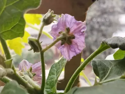 Maximizando la Cosecha de Berenjenas: Estrategias para Flores Frondosas y Frutos Abundantes