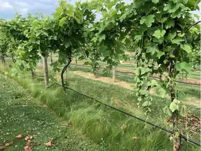 Innovación en Viticultura: Control Biológico Avanzado Contra el Mildiu de la Vid