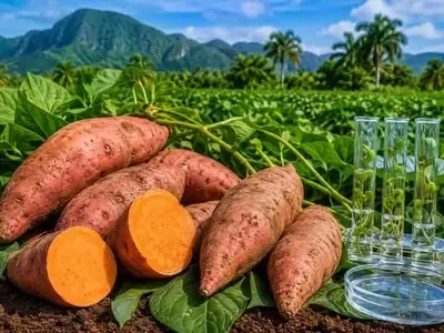 Cuba Impulsa la Batata Biofortificada para el Caribe