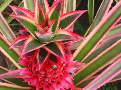 Descubriendo la Diversidad de las Inflorescencias en Espiga