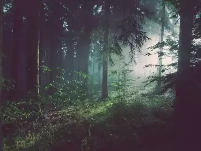 La Resiliencia de los Árboles Jóvenes: Un Estudio Revela Cómo Sobreviven en Bosques Maduros