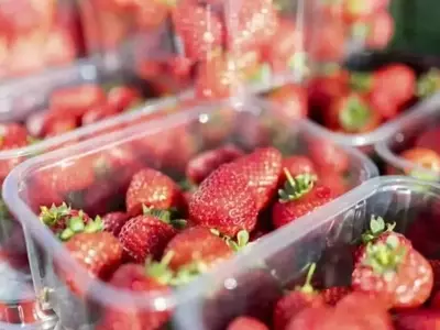 Estudio Revela Bajos Residuos de Pesticidas en Fresas Españolas Comparado con Europa