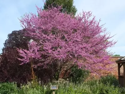 Guía Completa para el Cultivo y Cuidado del Árbol del Amor (Cercis siliquastrum)