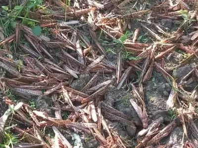La FAO lanza advertencia por propagación incesante de langostas en Marruecos