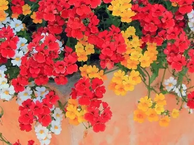 Guía Completa para el Cuidado y Cultivo de Nemesias en Macetas