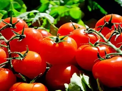 Protege tus Cultivos de Tomate: Guía Exhaustiva contra Plagas y Enfermedades