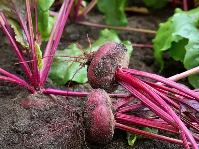 Guía Definitiva para el Cultivo Exitoso de Remolachas