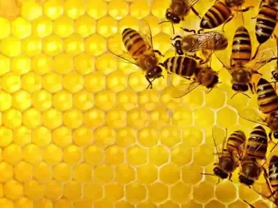 Más Allá de la Jalea Real: El Enigma de la Celda Especial y las Obreras en la Formación de la Abeja Reina