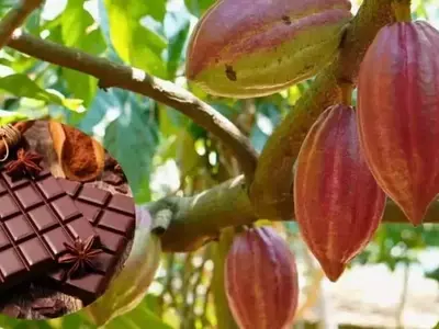 Perú Revela el Secreto de Nuevas Variedades de Cacao Premium