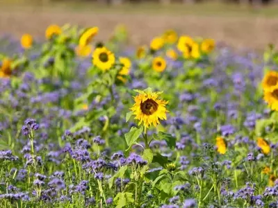 Guía Completa para la Optimización Agrícola Mediante el Policultivo