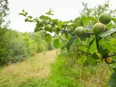 Agriwilding: Armonizando Producción Agrícola y Biodiversidad