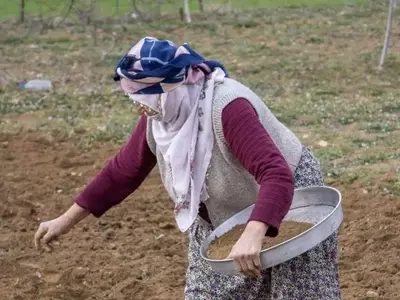 Labranza Cero: Equilibrio entre Preservación Ambiental y Retos Agrícolas