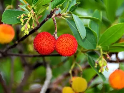 Guía Completa para el Cultivo y Cuidado del Madroño en tu Jardín