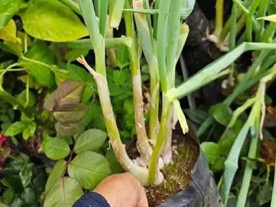 Cultivo de Cebollino en Macetas Pequeñas: Una Guía Esencial