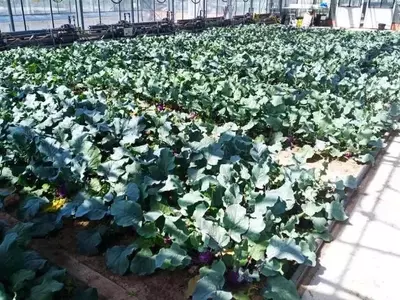 Fertilizantes Derivados de Excrementos Humanos Muestran Resultados Prometedores en el Cultivo de Colirrábanos