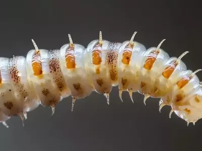 Plaga de Gusano Barrenador en Chihuahua: Amenaza a la Exportación Ganadera Mexicana