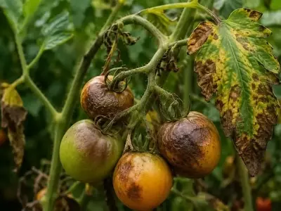 Estrategias para Prevenir el Tizón Tardío en Cultivos de Tomate durante Períodos Críticos