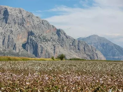 The European Cotton Revival: A Sustainable Luxury Trend